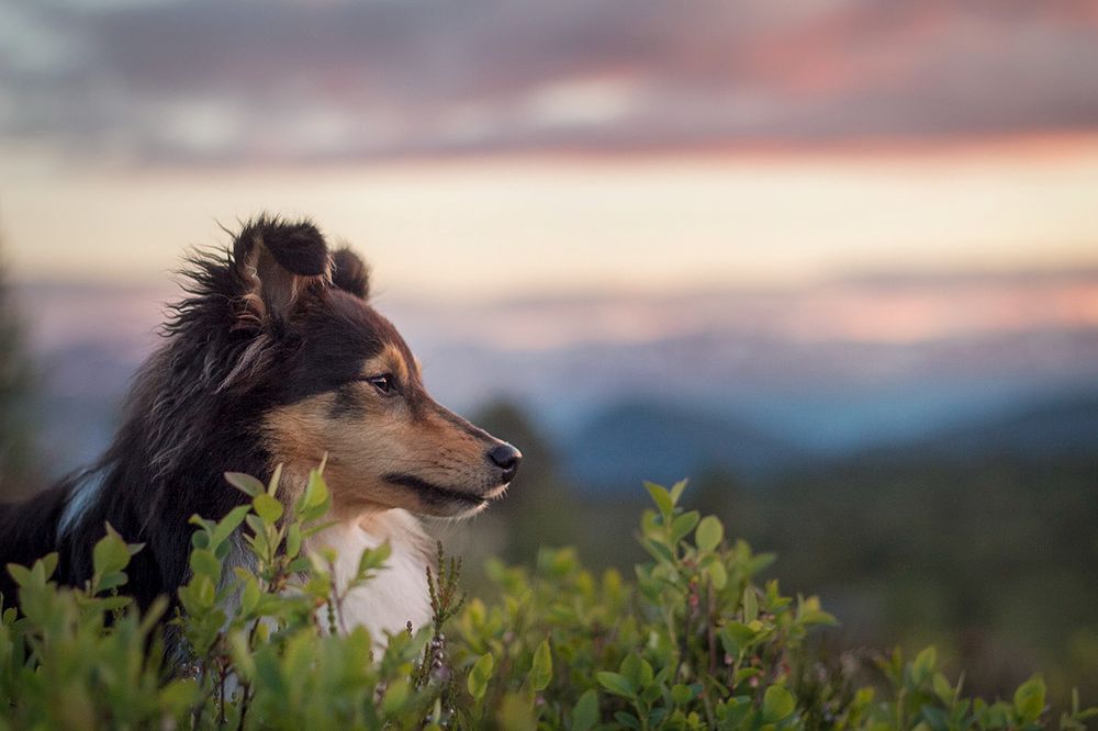 Tricolor sheltie sitting in blueberry bushes at sunset
