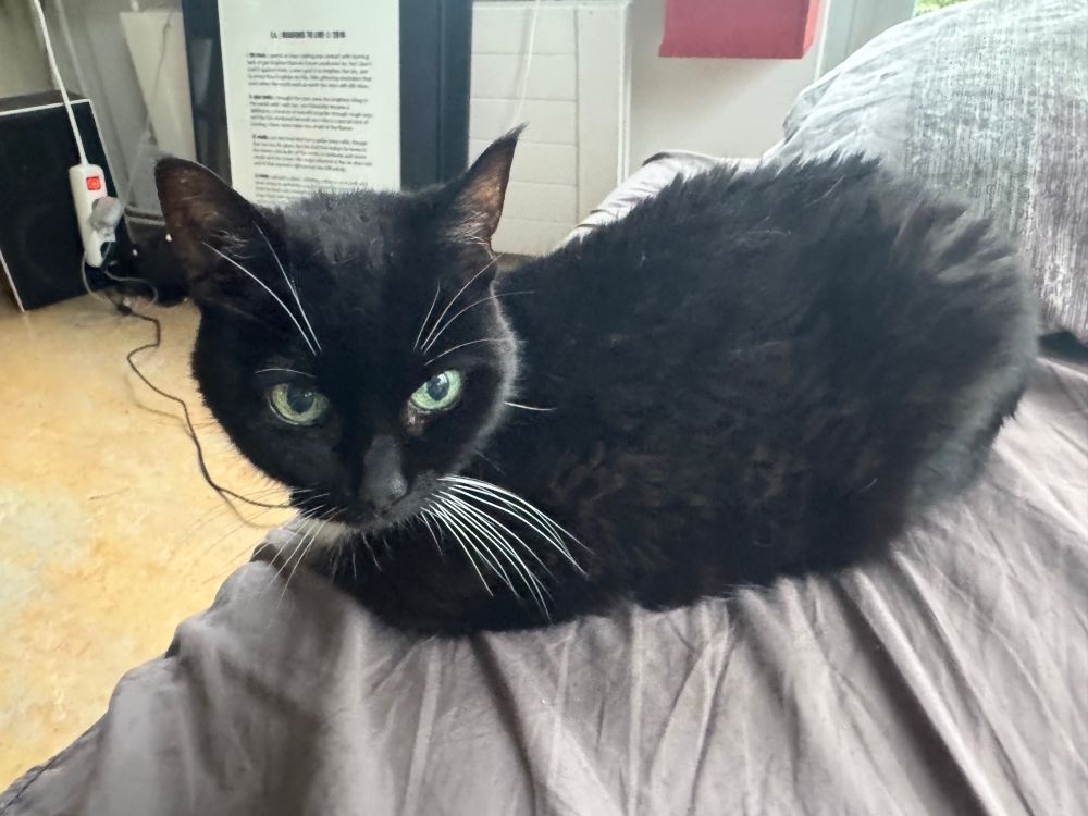 scruffy black cat being a loaf of bread on a bed