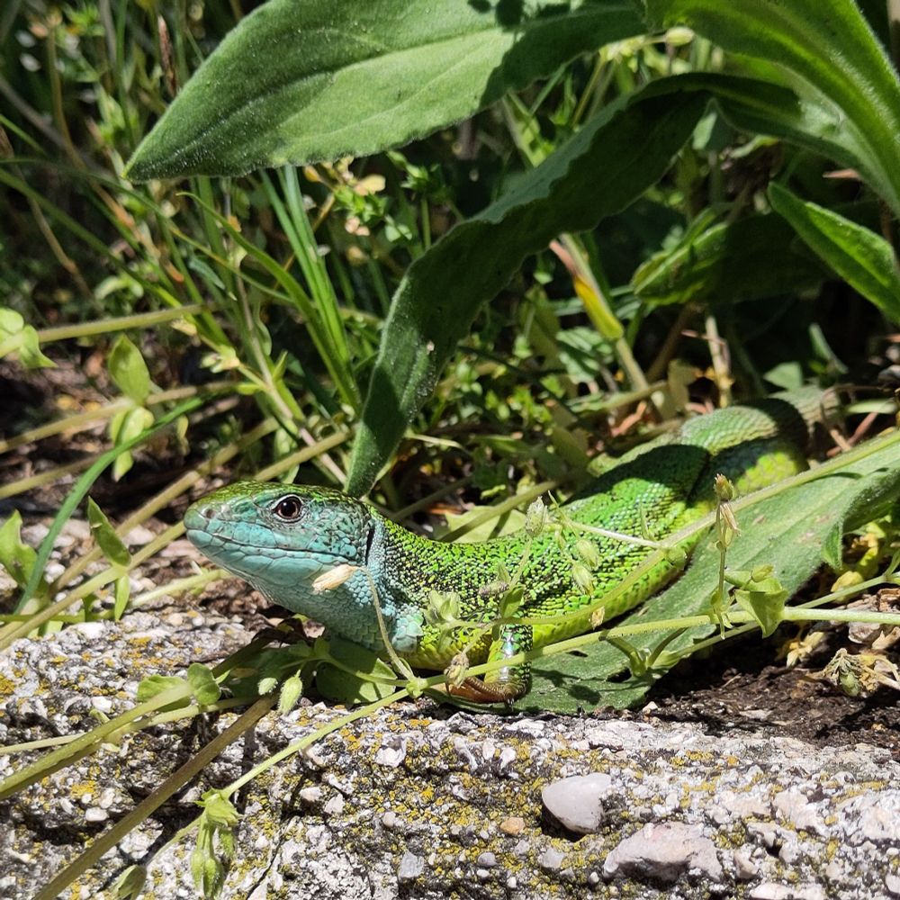 A close-up photo of a green lizard. Its jaw and mandible are light teal, reaching also on the sides of its head. You can see the light brown color of its iris, with its visible eye carefully looking at the camera. It is resting on the side of a stone wall, with dense grass behind it, covering the end of its tail already.
