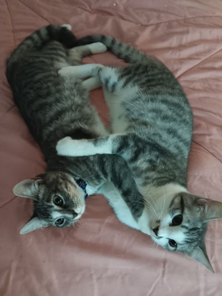 Two gray tabby cats laying together on a pink blanket 