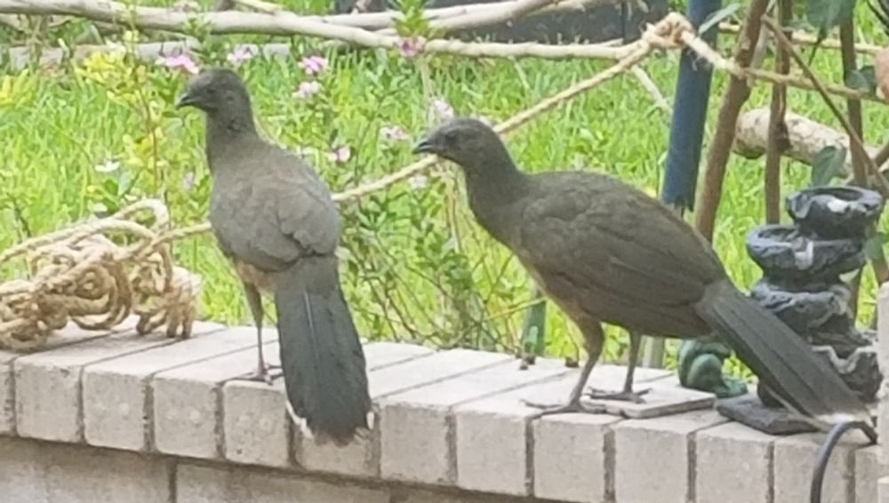 Two plain chachalacas