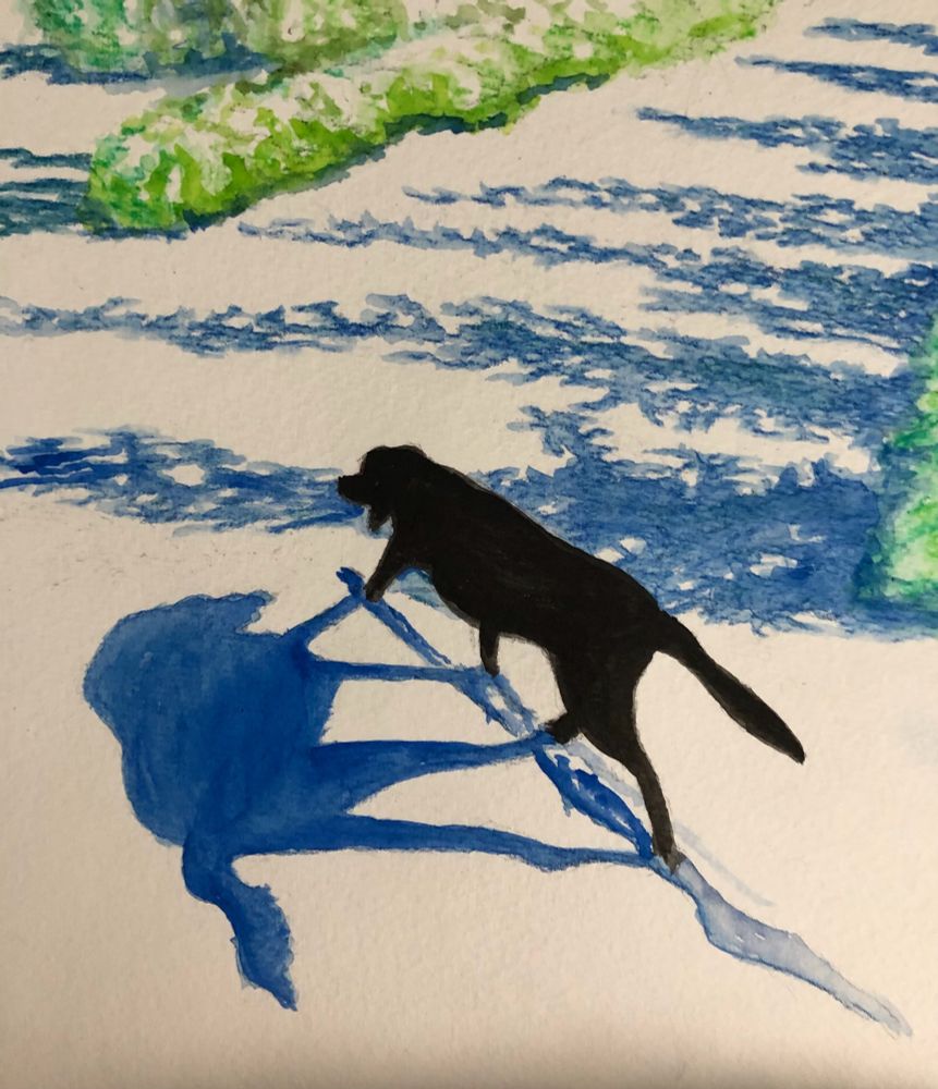 Black Labrador dog walking through the snow with shadows of blue from the trees and bushes.