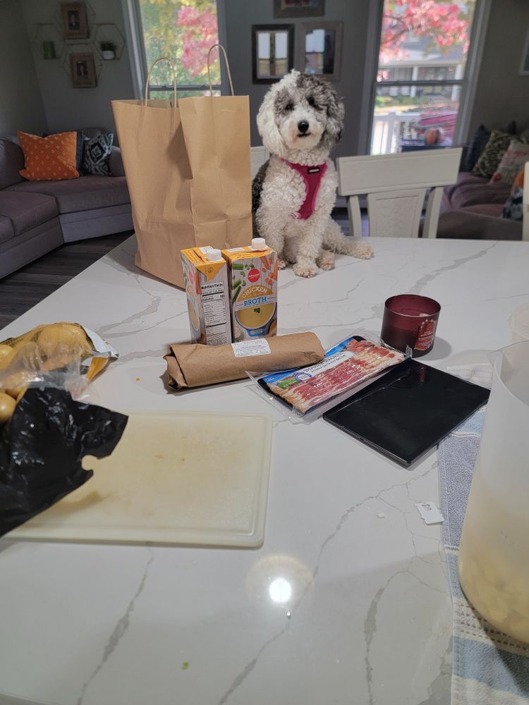 Small shit fuck dog on the counter