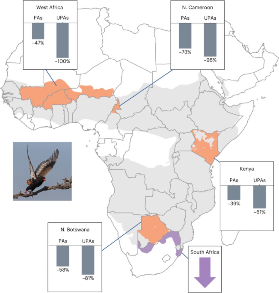 African savanna raptors show evidence of widespread population collapse and a growing dependence on protected areas - Nature Ecology & Evolution