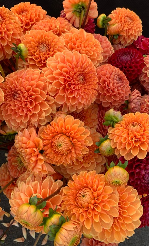 bouquet of dahlias from local farmers market 