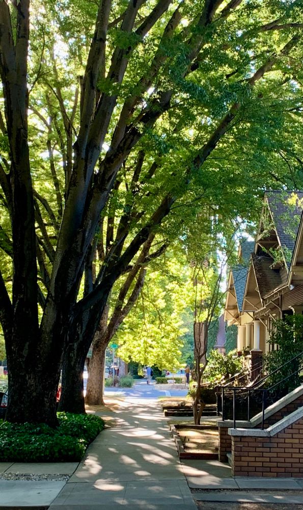 sidewalk stretching ahead, lit by sun filtered through large trees 
