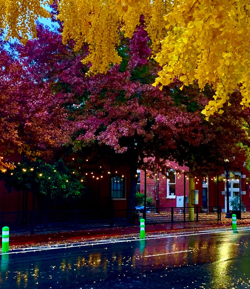 Rainy fall early evening view of a wet city street with purple and gold leafed trees 