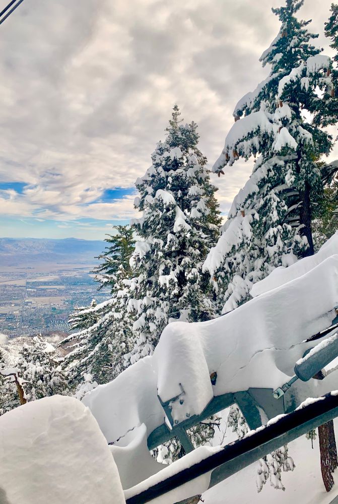 Mounds of snow cover two mountainside pine trees 