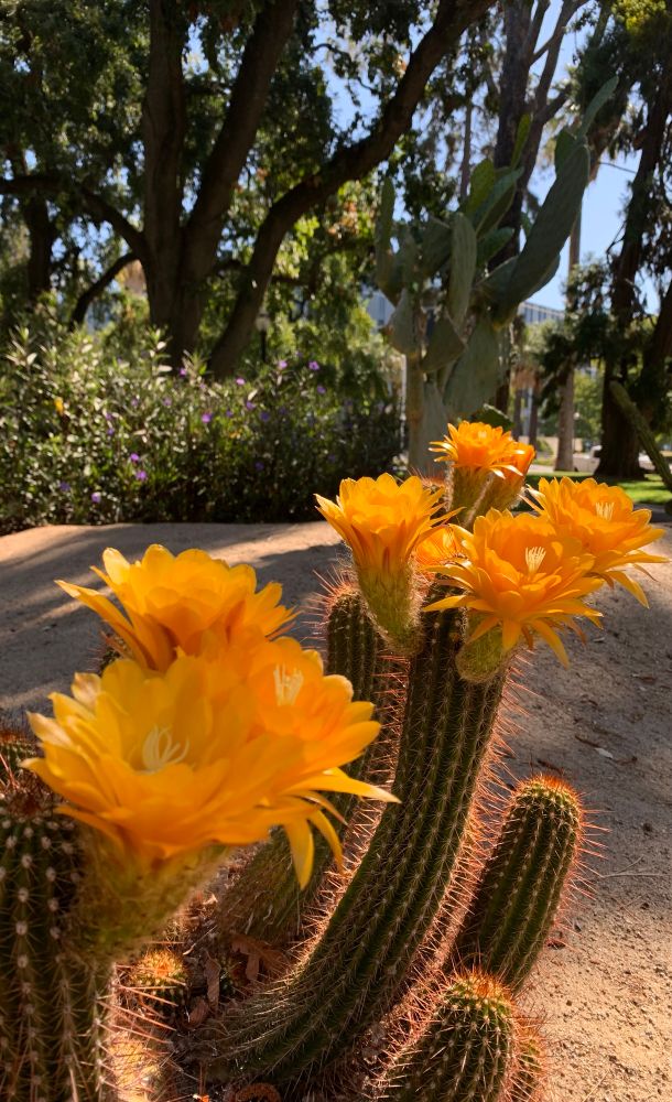 Cactus blooming with yellow flowers in Capitol Park 