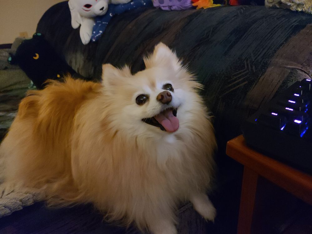 a very cute Pomeranian dog resting on the arm of a sofa 