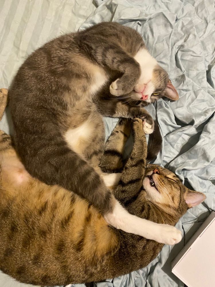 Picture of 2 cats (bonded brothers) sleeping on a bed, one gray tabby the other gray & gold.