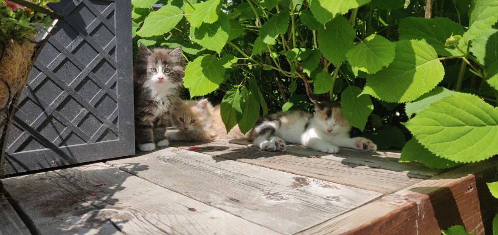 Three kittens on a deck 