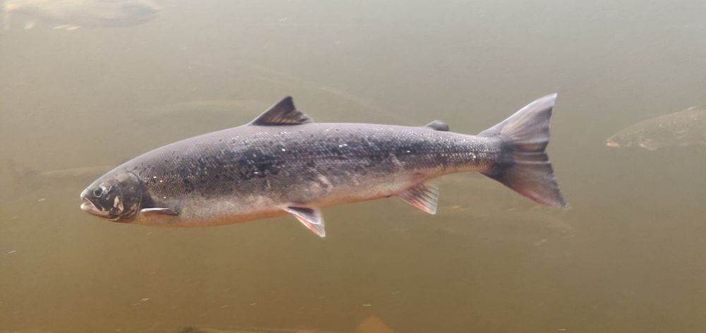 A salmon swimming in the water