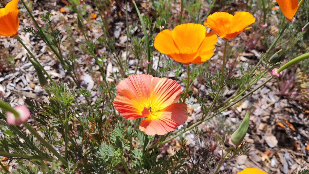 California poppies, orange  and dark orange.