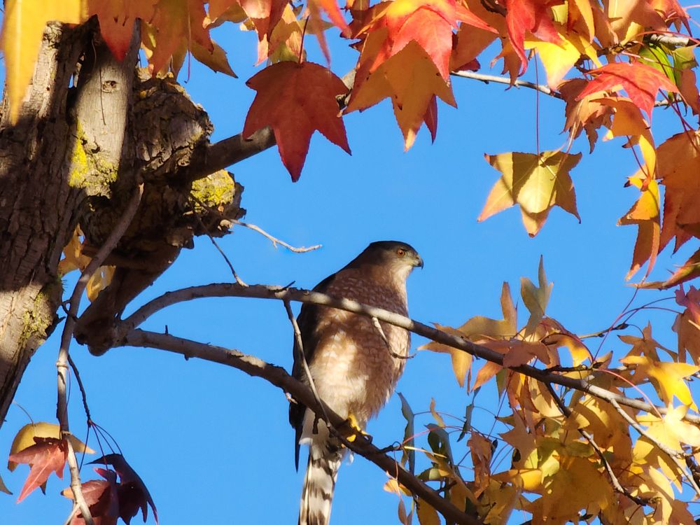 A hawk in a super gum tree with fall leaves of orange and yellow.
