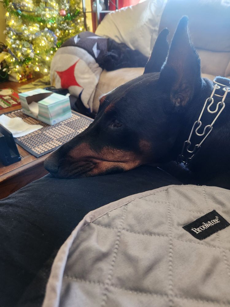 Doberman laying its head on a Black pillow, the gray underside of a Brookstone blanket sits in the foreground. in the background is a Christmas tree, a folded up steelers blanket on the corner of the ither end of the sectional, a box of tissues sits on a  coffee table with a dark and light brown checkered placemat, a 