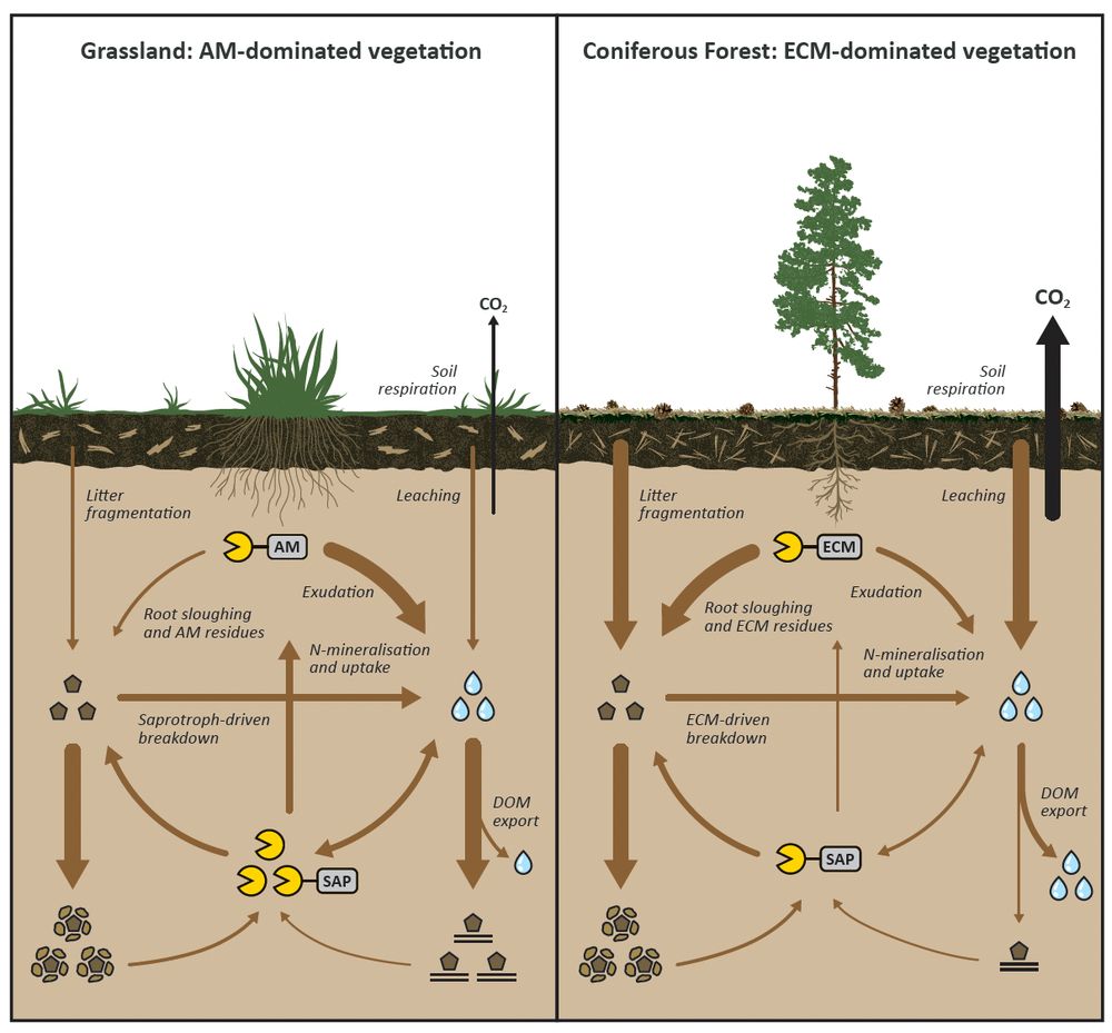 Conceptual diagram representing hypothesised mechanisms leading to observed differences in SOM pools between grasslands and coniferous forests. Differences in flux sizes are represented by varying arrow widths. Differences in the size of functionally distinct litter and SOM pools are represented by varying icon numbers.