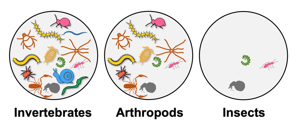 Visual representing the diversity of soil organisms that can be considered as invertebrates (a lot), arthropods (a bit less), and insects (a lot less). 