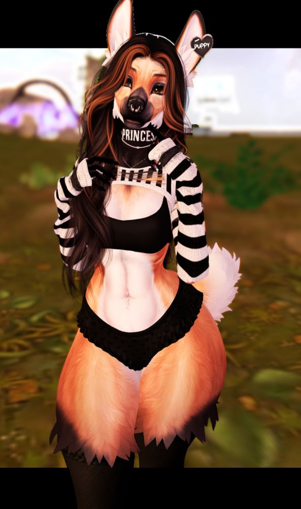Paws are held to chest partly arms up at elbow. pensive expression. collar says princess on it. with striped longsleeve crop top, black bra top and black ruffled short shorts. They have septum ring on nose and hair is black and orange and body is orange and white.