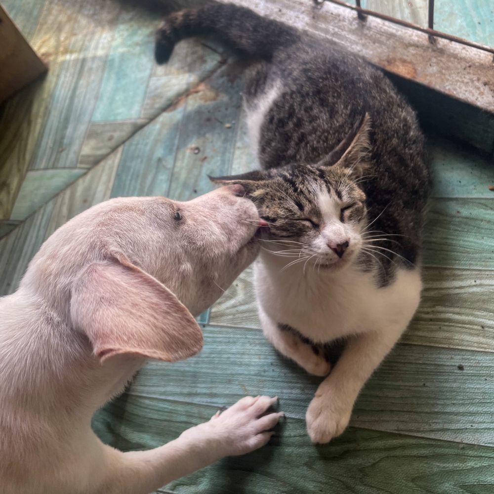 The photo shows a sweet moment between a puppy named August and a kitten named Nether. August, a light-colored puppy with floppy ears, is gently licking Nether, a white and tabby cat with soft fur. Nether appears to be enjoying the affection, eyes closed in a relaxed expression. They are lying on a green-patterned floor, with a metal object partially visible in the background. The scene exudes warmth and highlights the affectionate bond between the two animals.