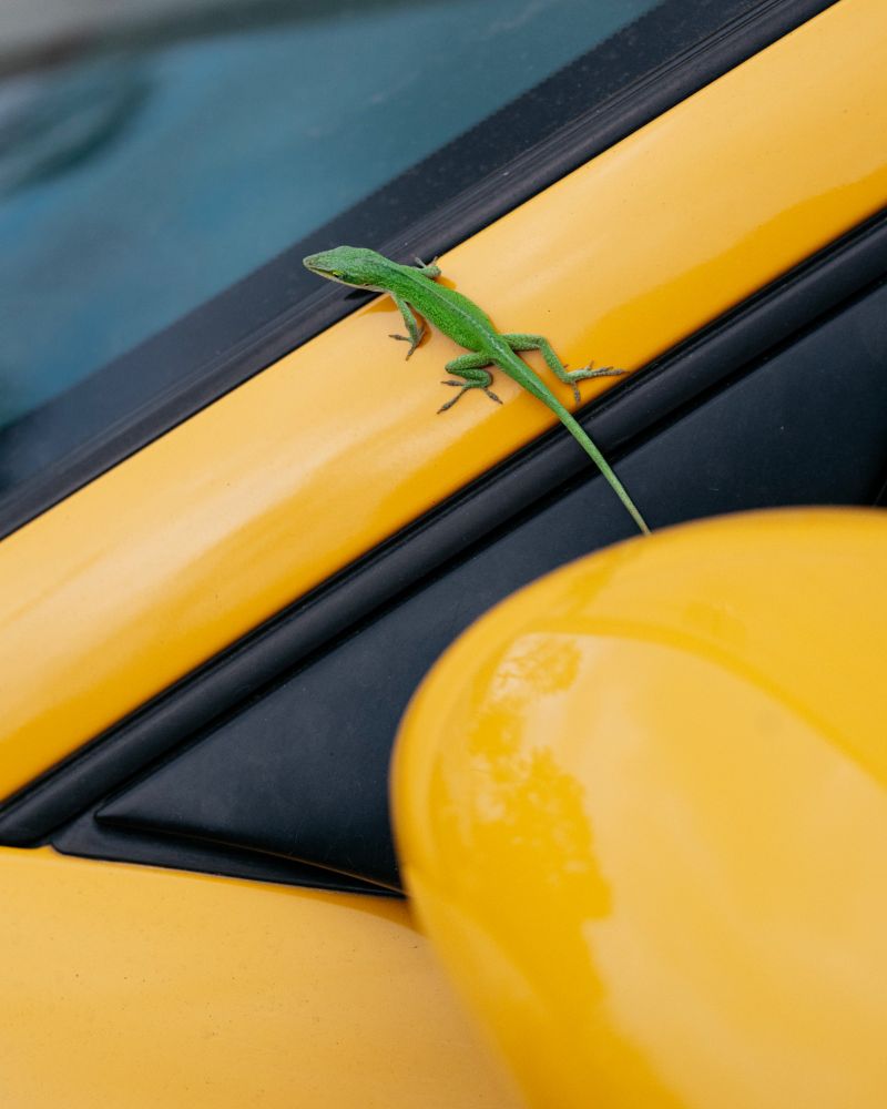 Speed Yellow Porsche 996 Turbo with Lizard