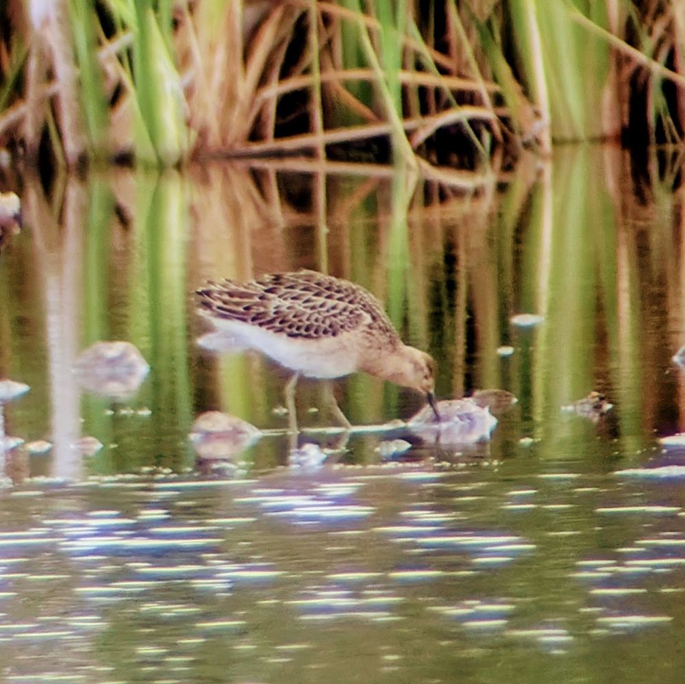 A ruff standing in water with her bill down looking for food. She is a wader with a white tummy, mottled brown feathers on her back, and a soft head.
