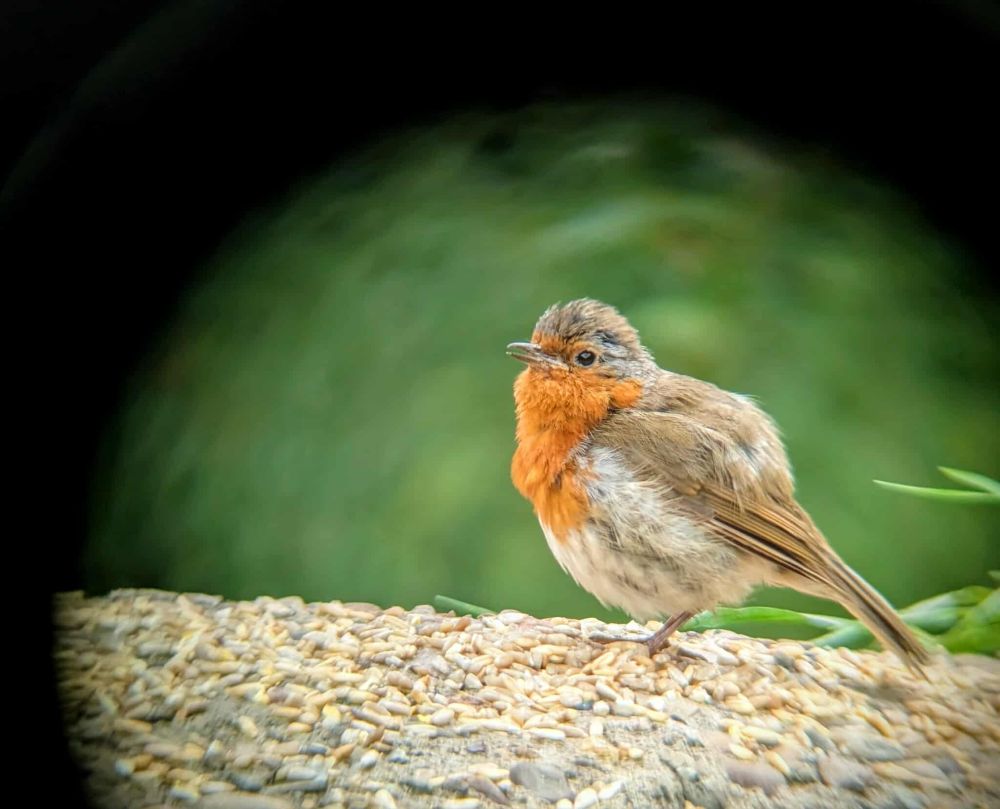 A scruffy robin bird sitting on a wall