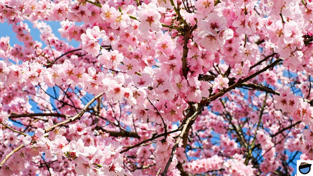 La photo présente des branches de cerisier portant de nombreuses fleurs délicates roses.
