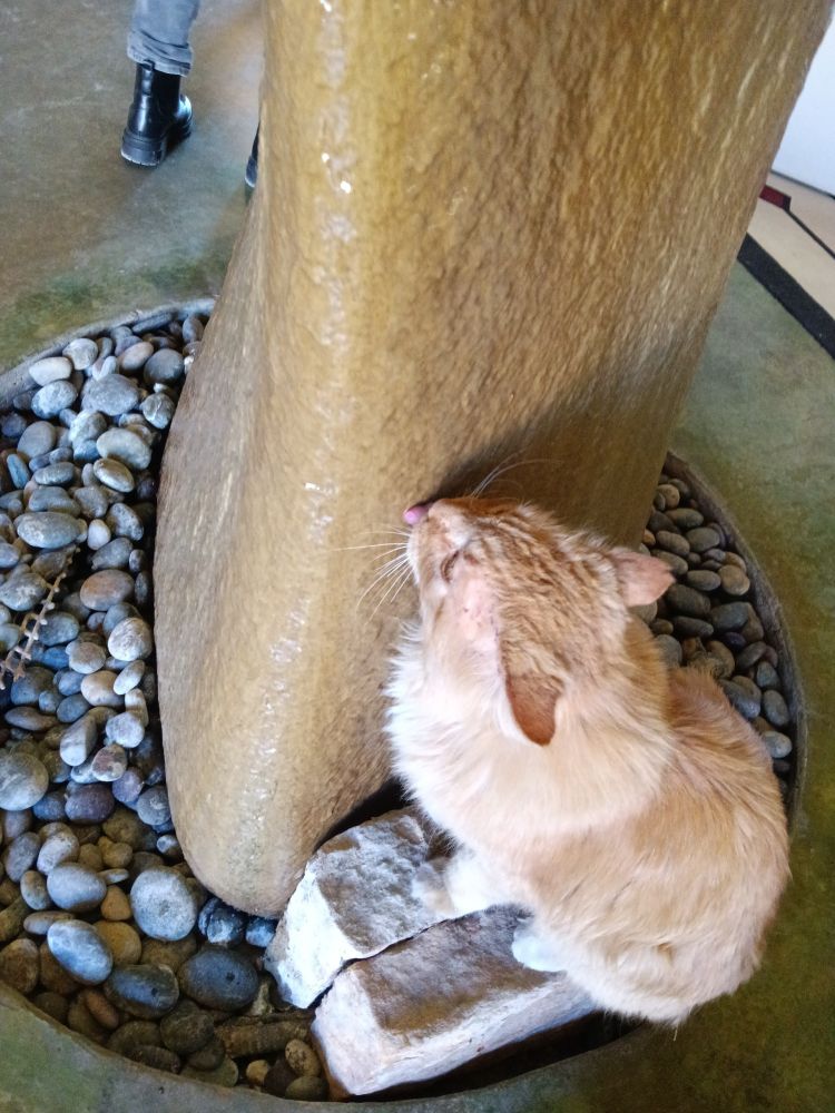 Orange cat licking a tan rock that's part of a mineral water fountain