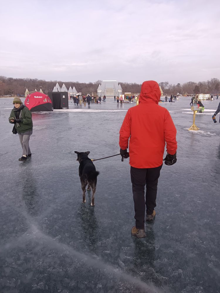 On Lake Harriet ice with dog Figgy in foreground and the bandshell in background