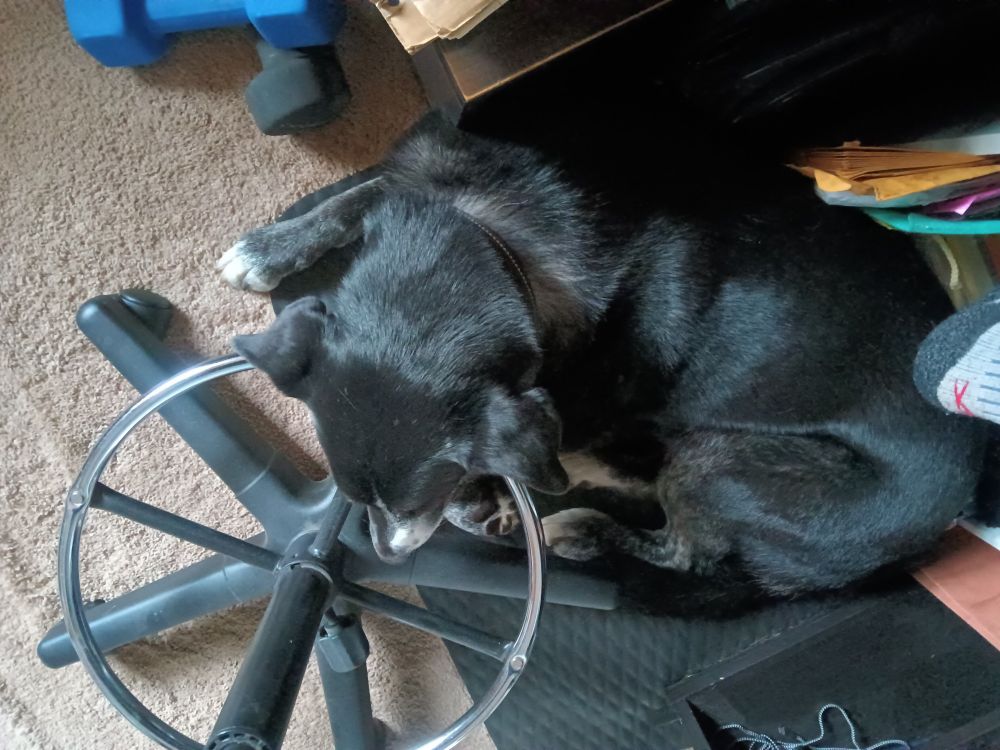 Black dog with white feet hiding under my desk and resting his head on the base of my desk chair