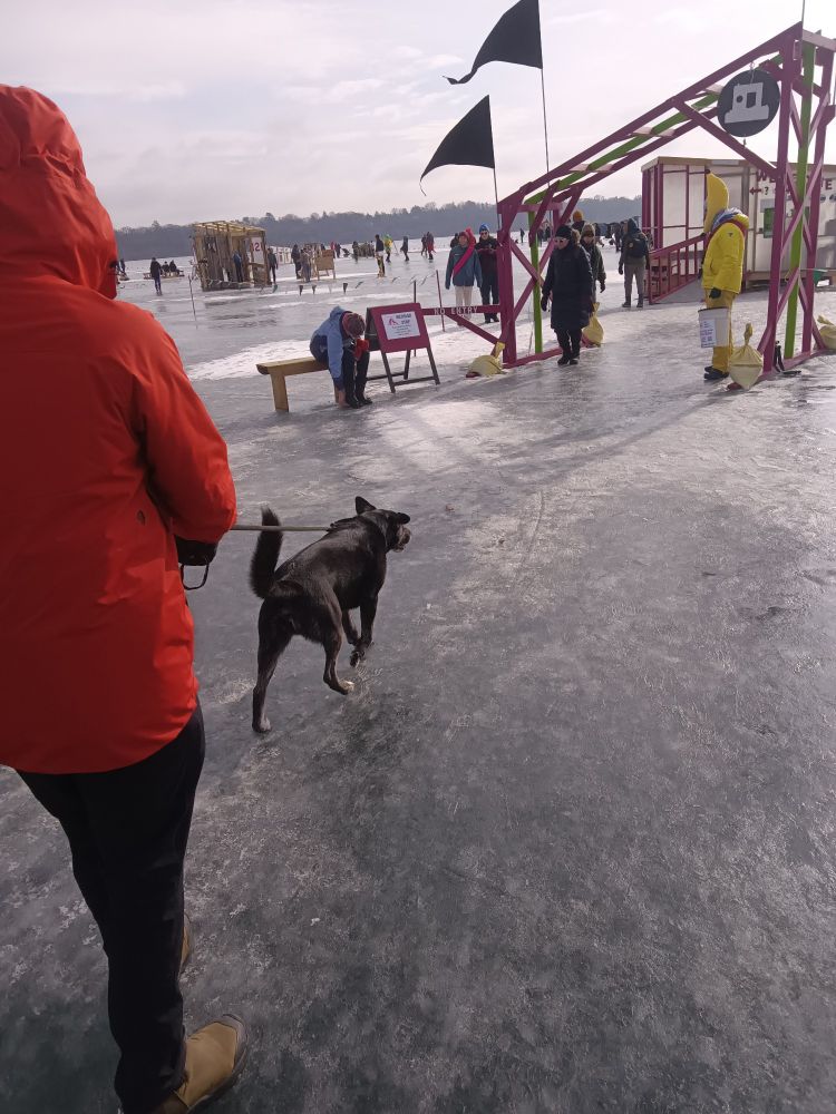Art shanties on Lake Harriet with dog Figgy in foreground 