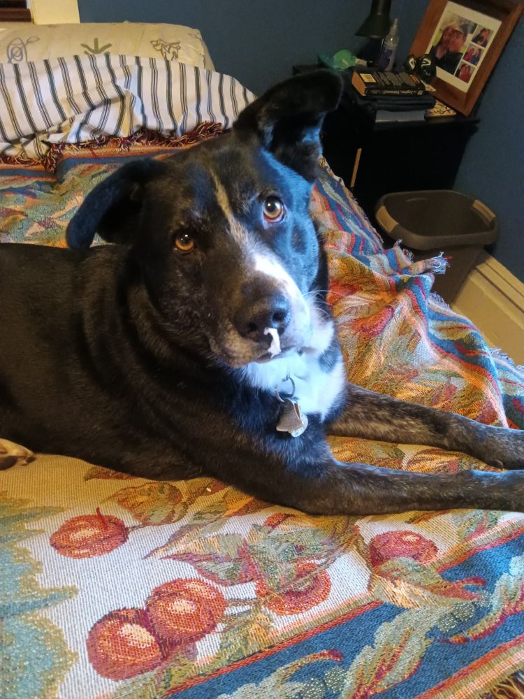 Black dog with white chest and white stripe down his face with a bit of Kleenex stuck to his snoot