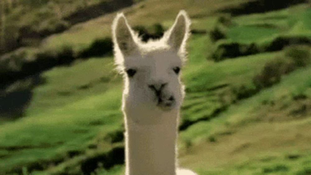 a close up of a white llama standing in a field looking at the camera .