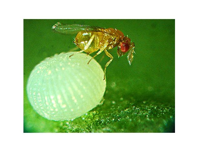 Teeny tiny trichogramma wasp. Approximately the size of the period dot in this alt text. They help to eliminate clothes moths by implanting their own eggs inside of clothes moths eggs. Tiny angels.