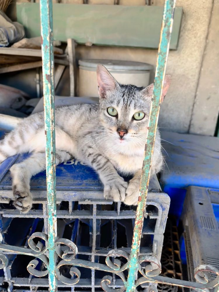 A cute stray green-eyed tabby cat chilling on a soda pallet 