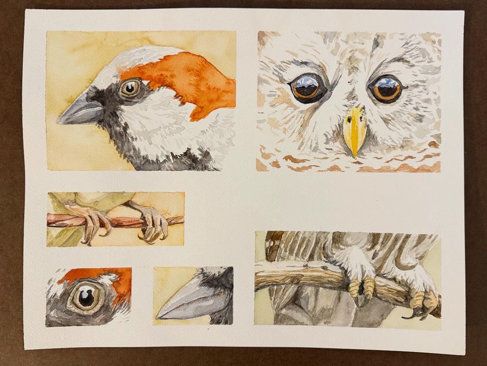 Watercolor studies of house sparrow and barred owl eyes, beaks, and feet