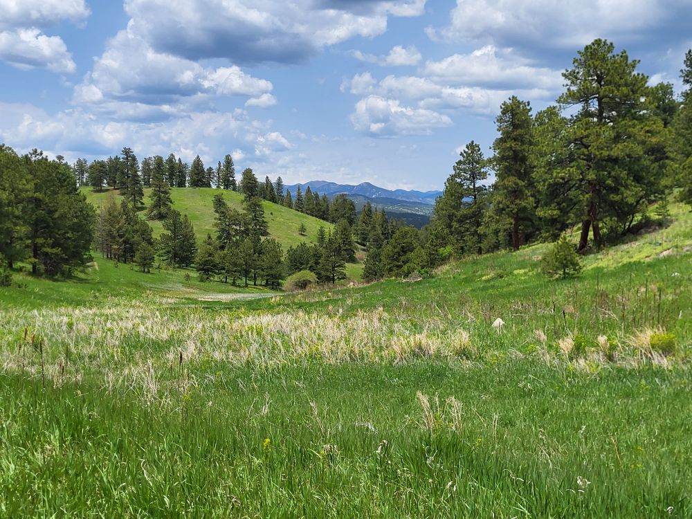 Green meadows won't last much longer in Colorado