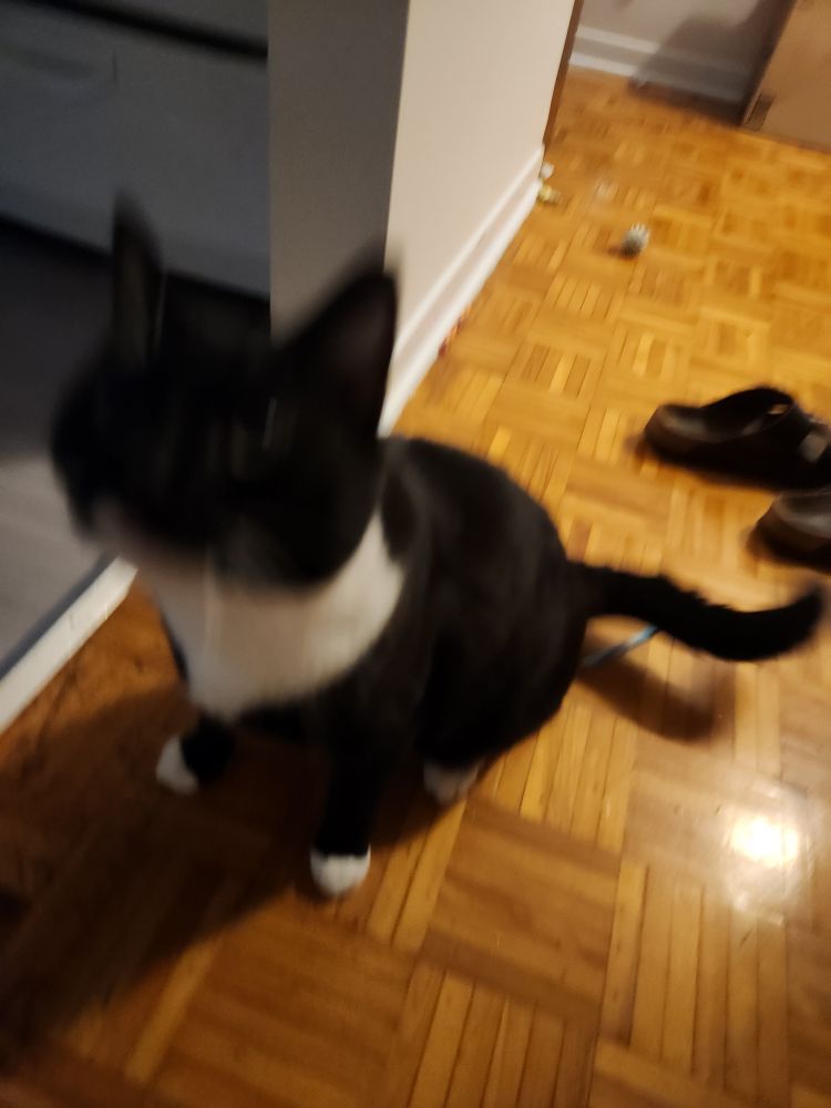 A blurry photo of my tuxedo cat, soup, sitting and looking at me on yellow parquet floor