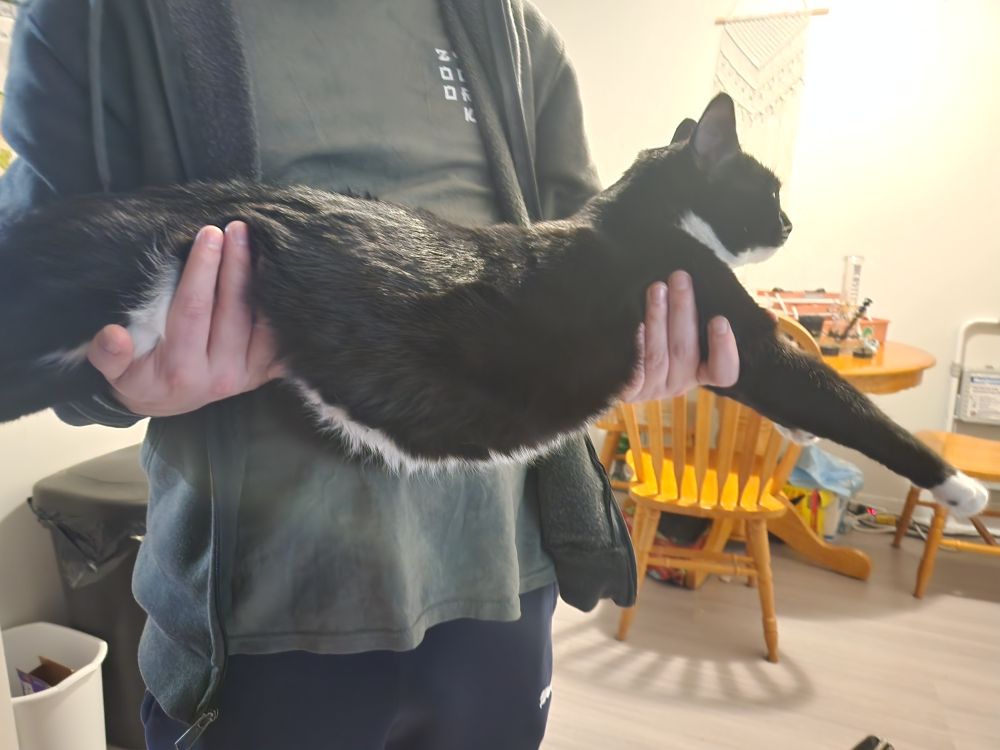 My boyfriend (face not in frame) holding our tuxedo cat, soup, like a prized fish