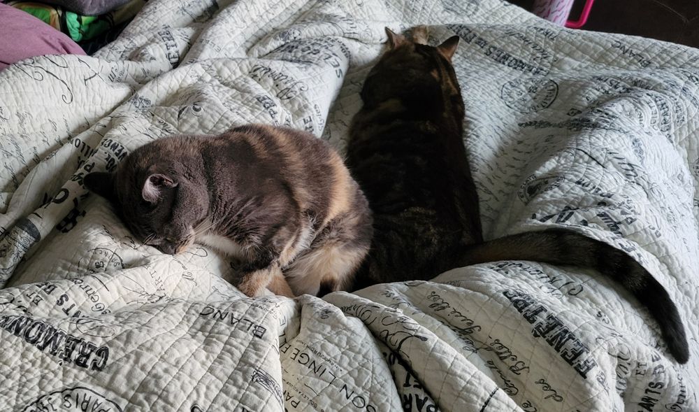Pip, a diluted torbico-coated cat, and Birdie, a brown tabby-coated cat, snuggle butt-to-butt in between the legs of their owner. 