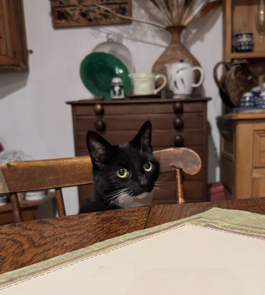 A black and white tuxedo cat sitting at a wooden dining table.  She is on a wooden dining chair and just here head is visible above the table. The table has a place mat on it.