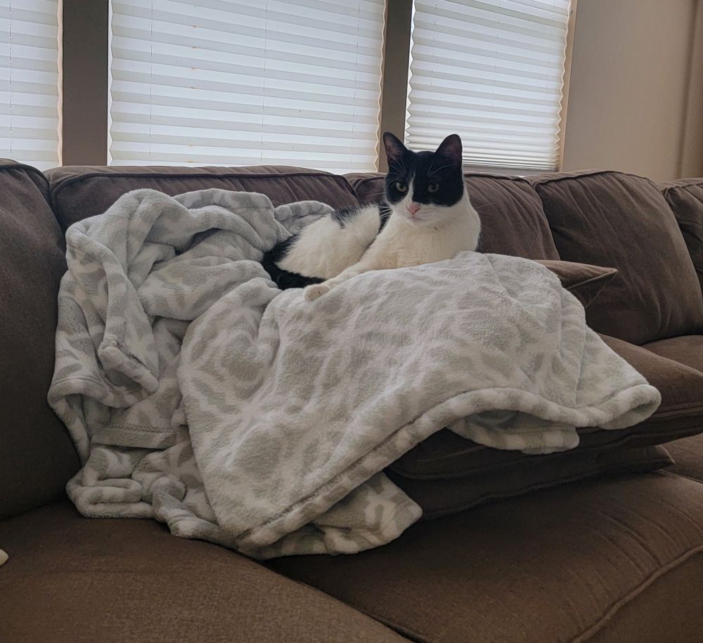 A black and white cat sits on a fleece blanket on a pile of pillows on a couch. The cat is almost as high as the back of the couch.