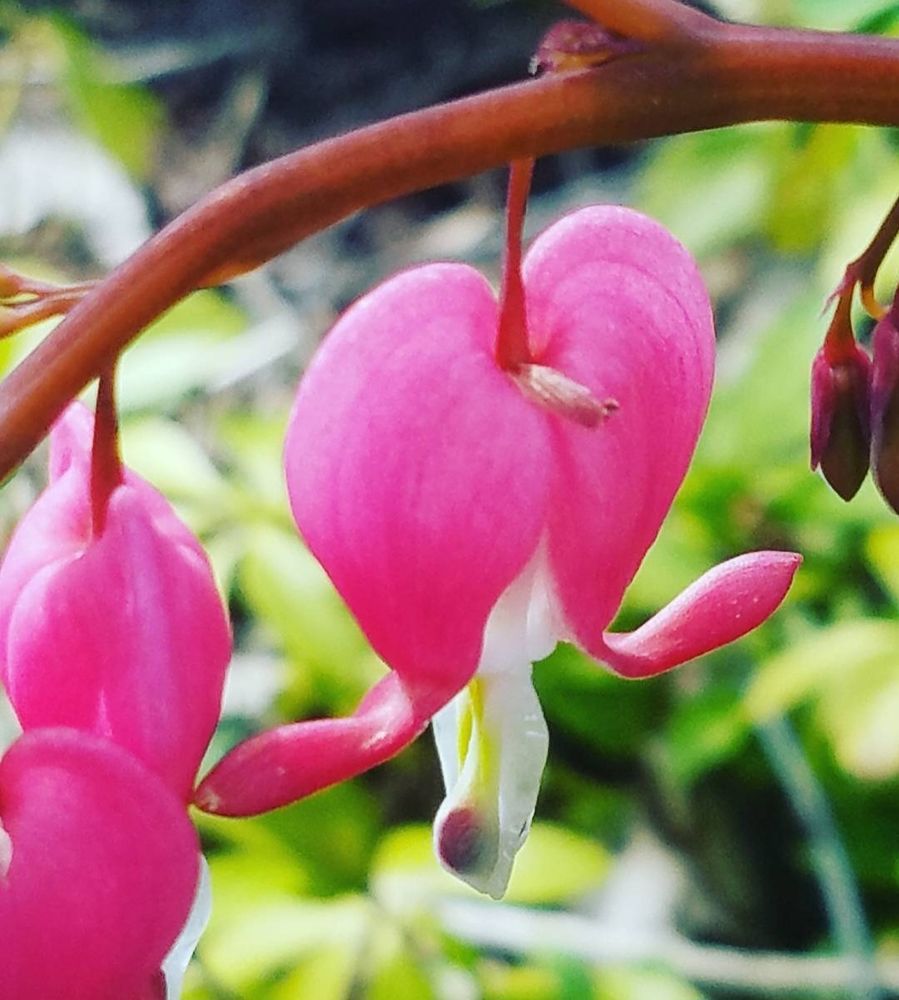 Close up of hot pink and white bleeding hearts hanging from the plant stem.
