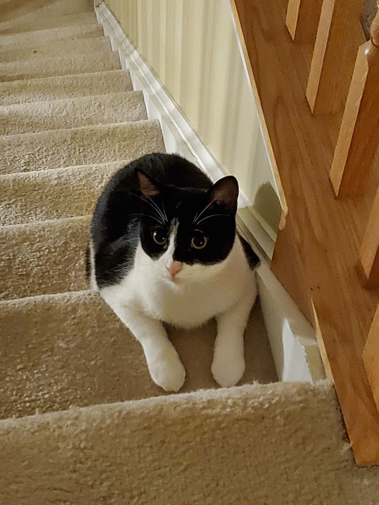 A black and white cat sits on the stairs. His front paws and chest are leaning on a step like  he is sitting at a table, while he sits on the next step down.