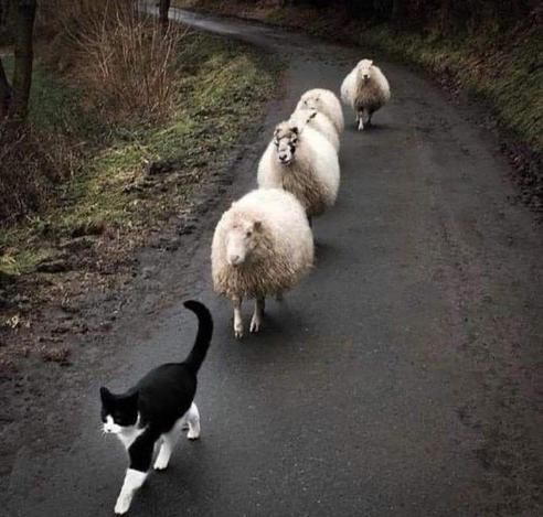 Black and white cat leading a single file line of wooly sheep down a narrow curved paved road through a forest