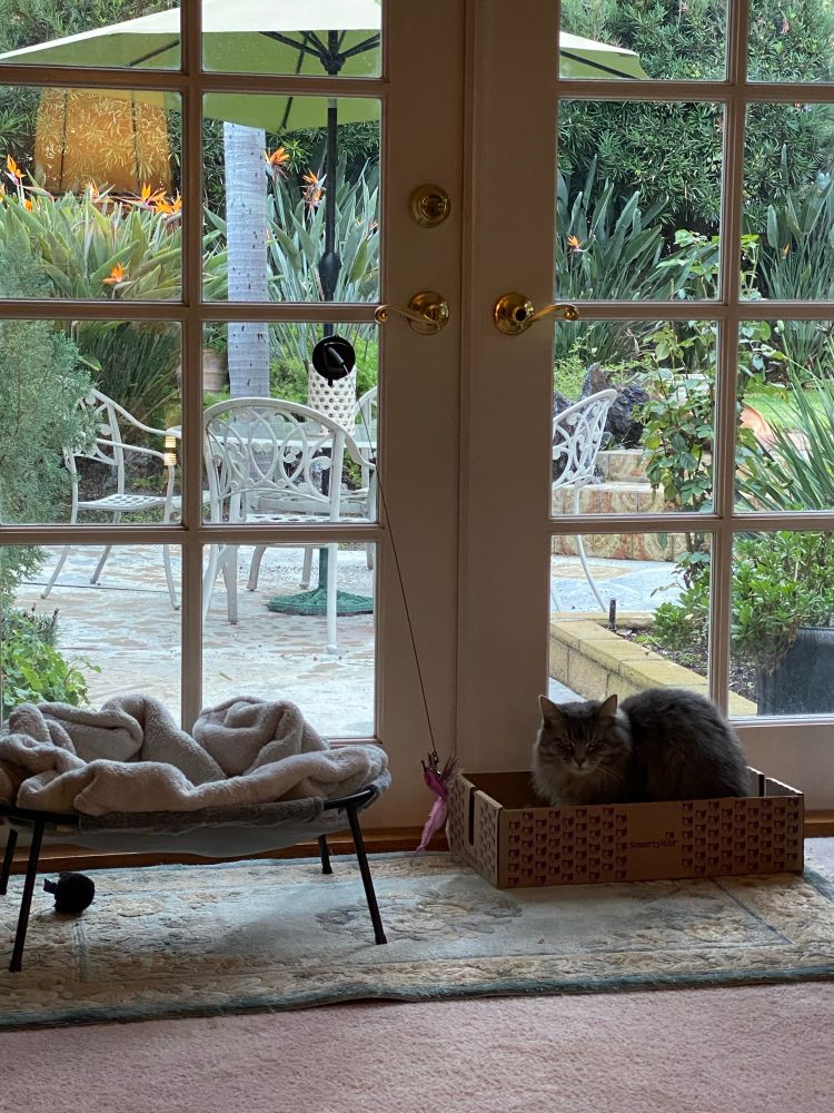 Grey fluffy cat sits in cardboard box, which is next to a blanketed cat bed. 