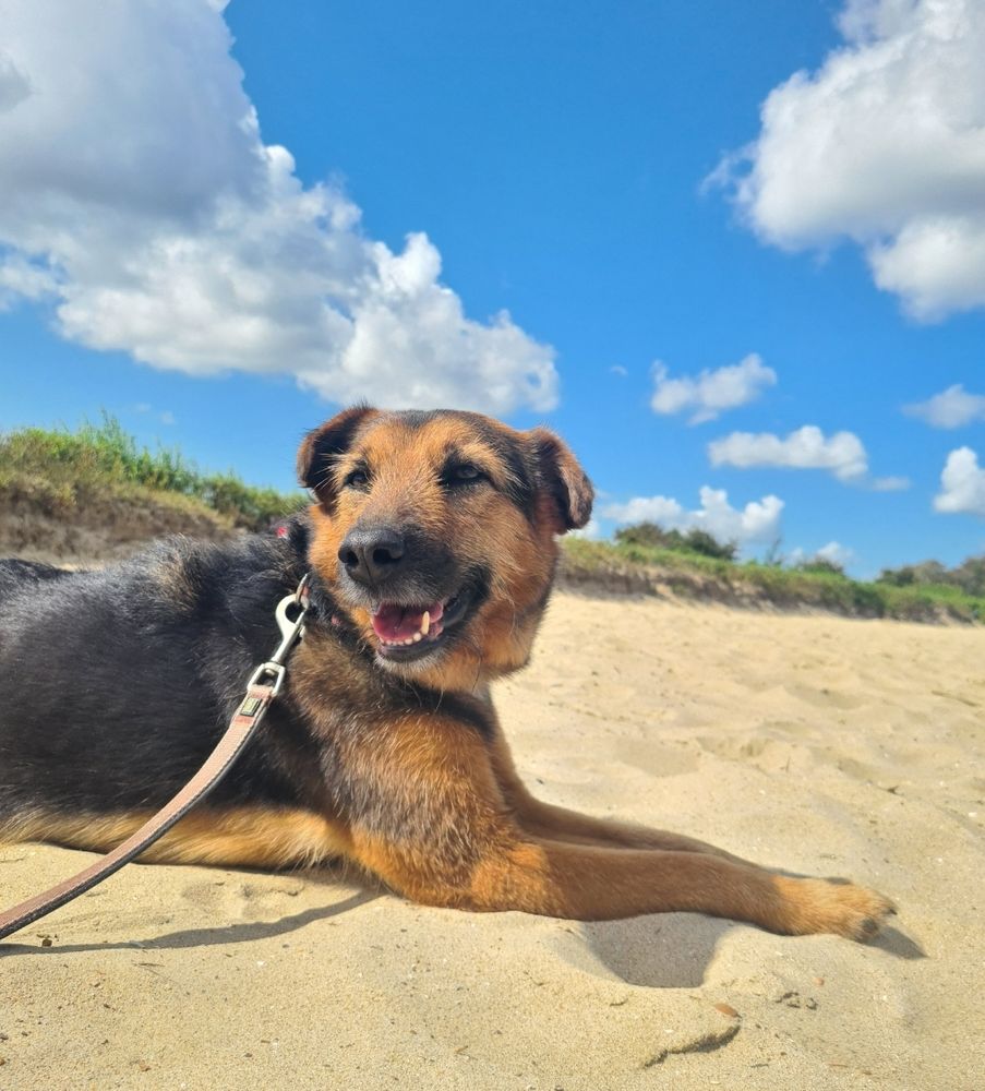 Schwarzbrauner Hund am Nordseestrand unter blauem Himmel.