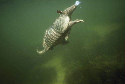 An aquatic armadillo paddling through water. Source unknown.