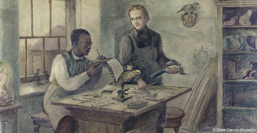 "Artist’s impression of John Edmonstone teaching Darwin to preserve birds."  A Black man appears to work on a piece of cardboard that will become a preserved bird's wing.  He wears a workman's apron, and Darwin, young and also wearing an apron, stands nearby with a tool in one hand a dead bird in the other.
CREDIT: State Darwin Museum